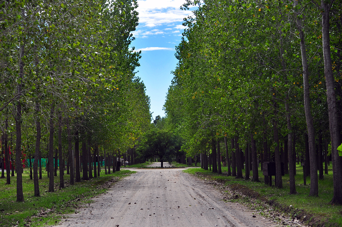 Explora la Oportunidad de Construir en un Entorno Natural Incomparable en Barrio Leufu Kiñe