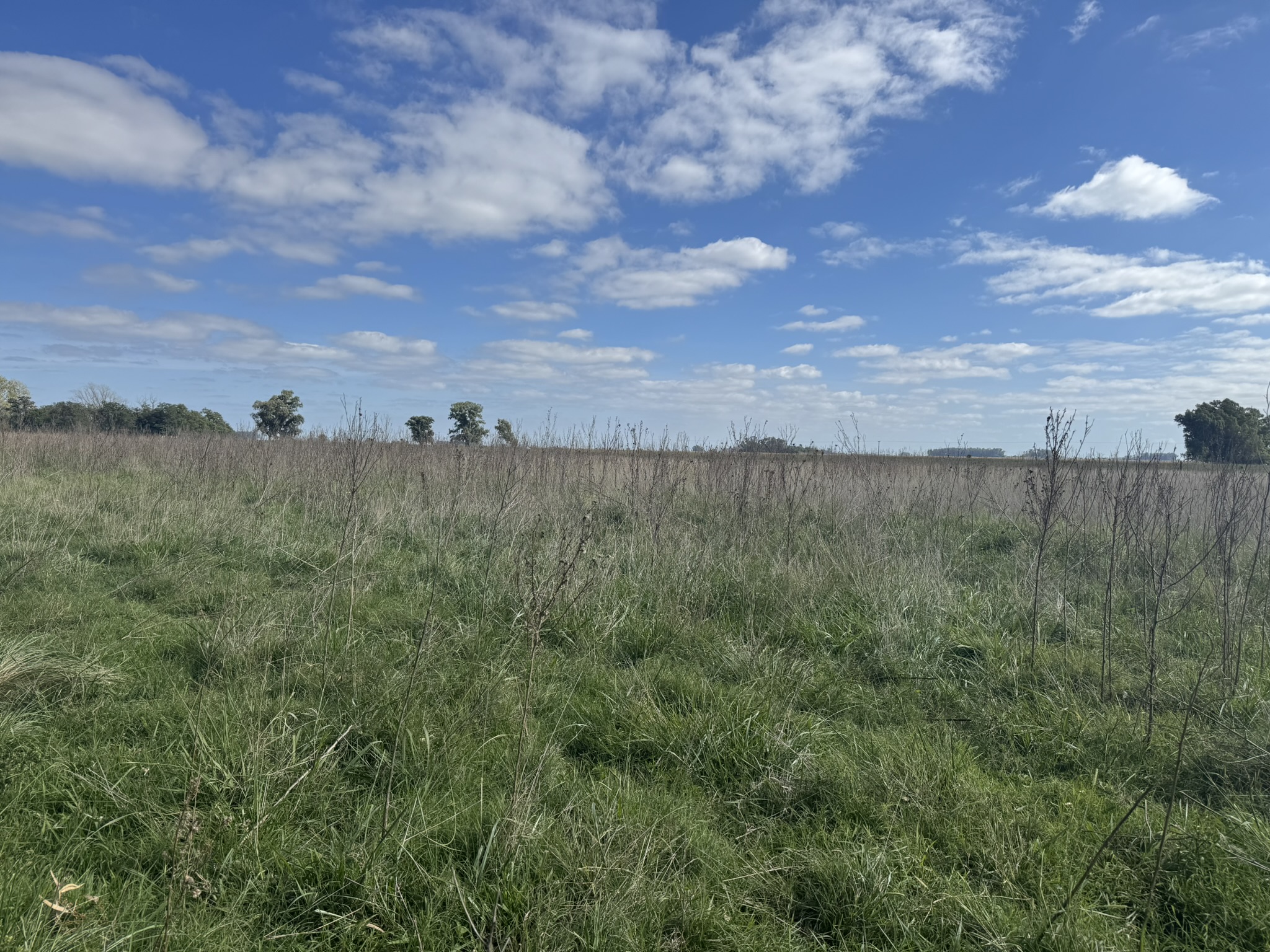 Campo De 30 Hectáreas Con mejoras edilicias Y Uso Mixto