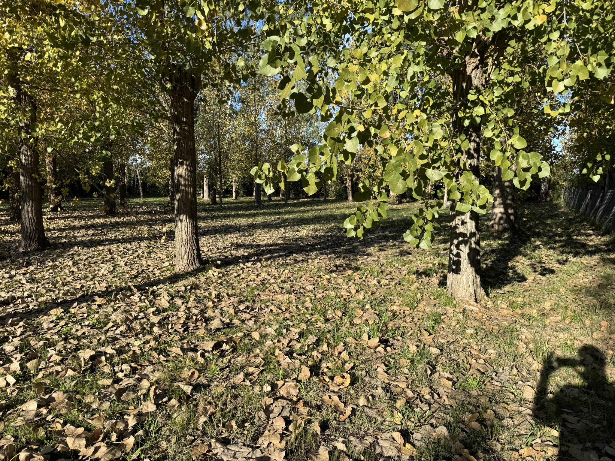 TERRENO EN VENTA EN BARRIO LEUFU KIÑE-
